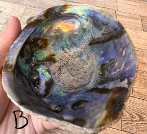Abalone Shell