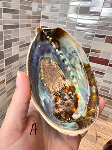 Abalone Shell
