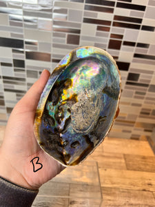 Abalone Shell