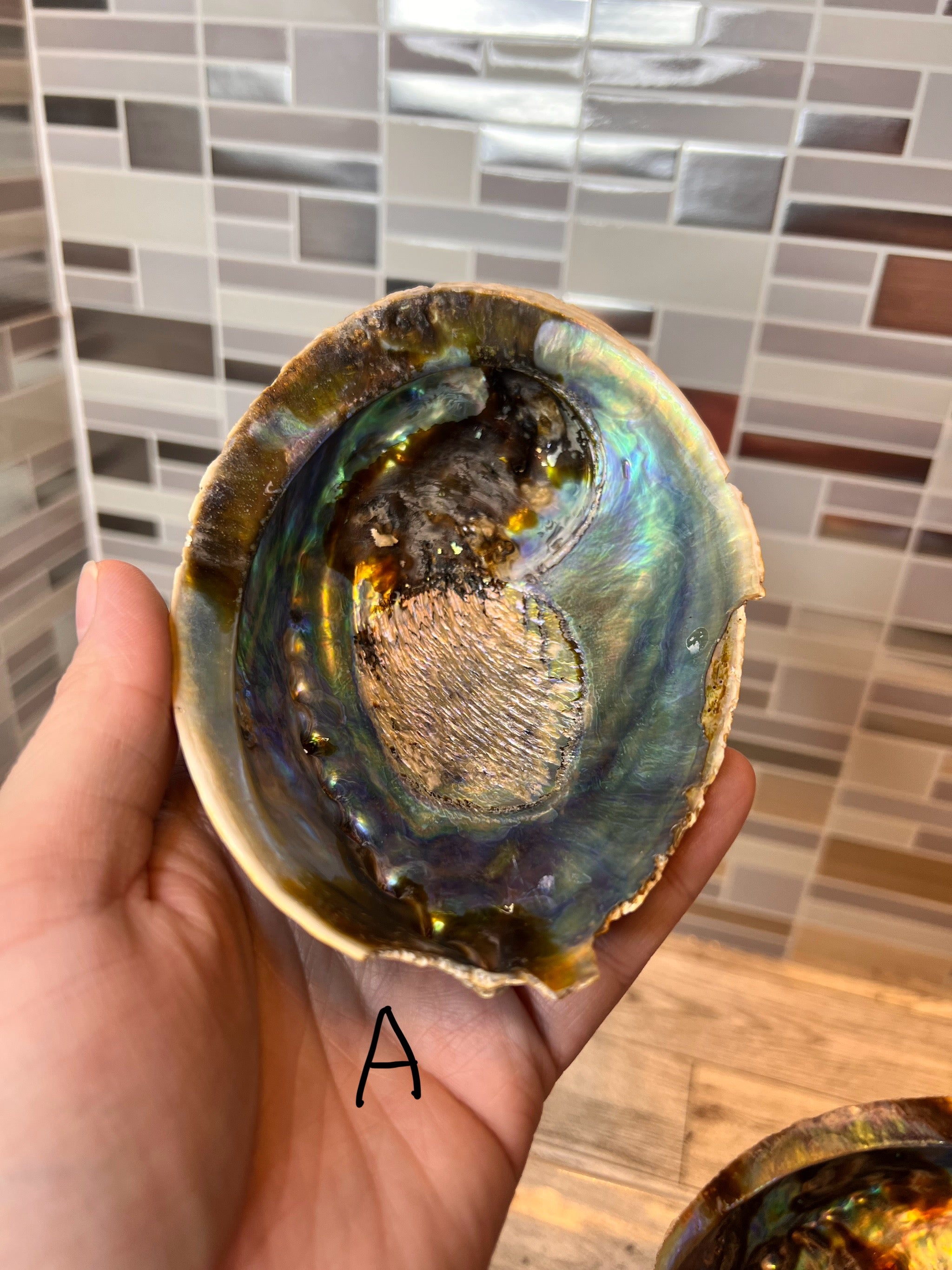 Abalone Shell