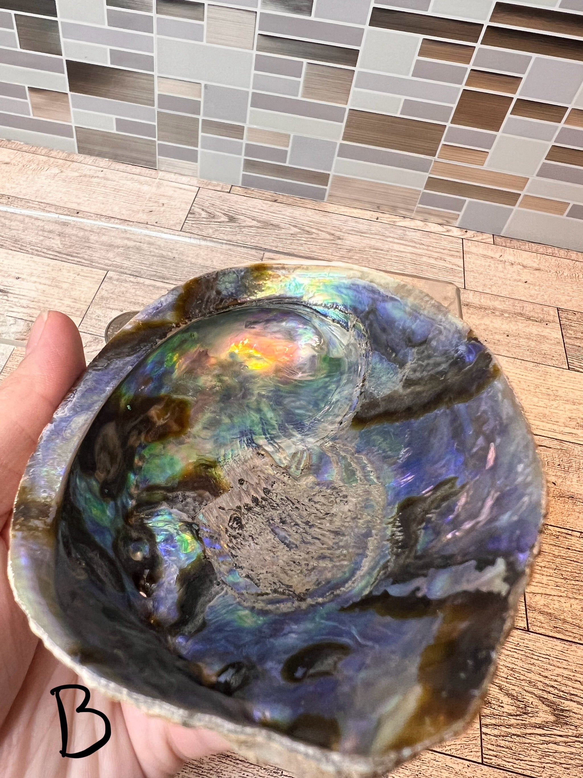 Abalone Shell