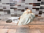 Load image into Gallery viewer, Caribbean Calcite Spider
