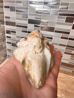 Load image into Gallery viewer, Caribbean Calcite Spider
