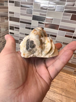 Load image into Gallery viewer, Caribbean Calcite Spider
